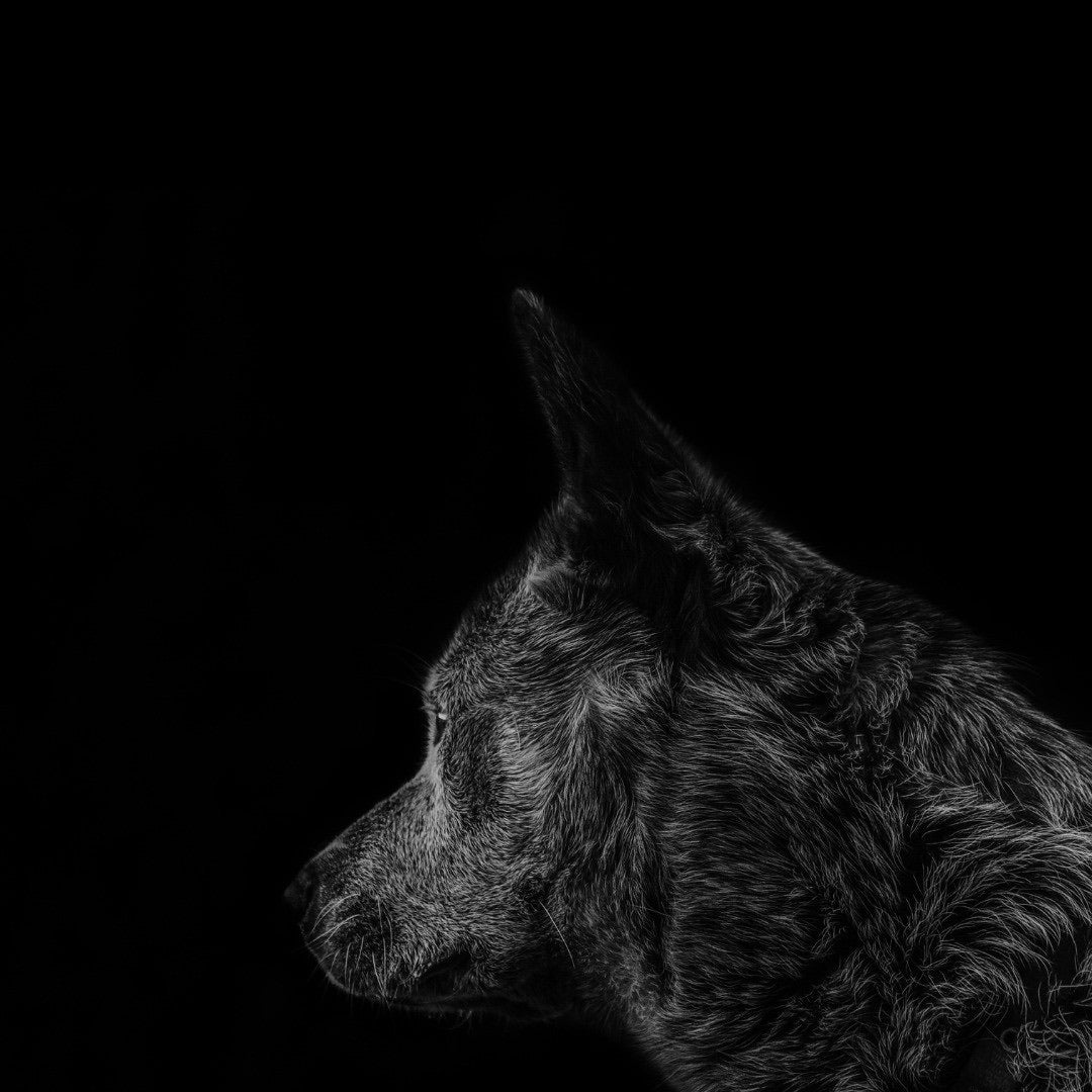 Ambre Loup