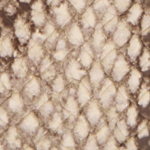 Alosia